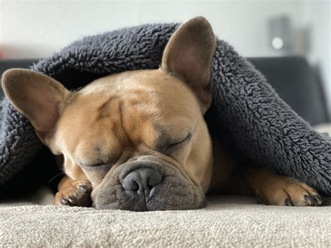 Dogs Sleeping and Pooping: Causes & Solutions